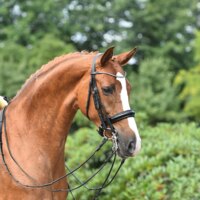 Briglia da dressage in cuoio colore nero modello Mailand con frotalino con cristalli